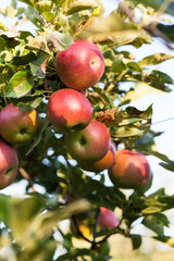 Obraz premium Red apples