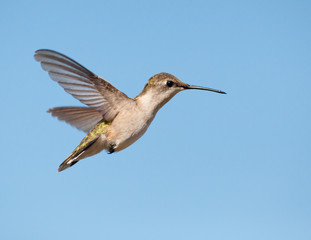 Ruby-throated Hummingbird female hovering against blue sky