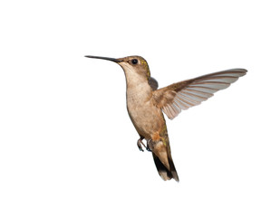 Female Ruby-throated Hummingbird hovering; isolated on white