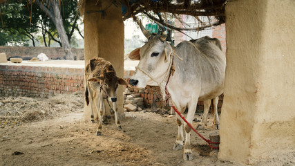 The cow and calf under the roof of the home farm in an Indian village.
