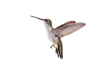 Fototapeta premium Ruby-throated Hummingbird in flight isolated on white