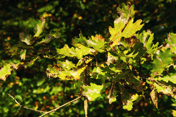 Oak leaves in early autumn