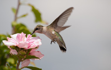 Young Hummingbird feeding on a light pink Hibiscus blossom