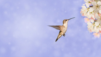 Ruby-throated Hummingbird getting ready to feed on spring flowers, on dreamy lilac background, a business card design