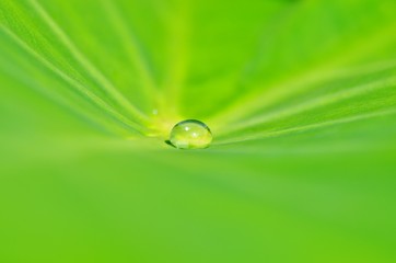 里芋の葉っぱの上の水玉