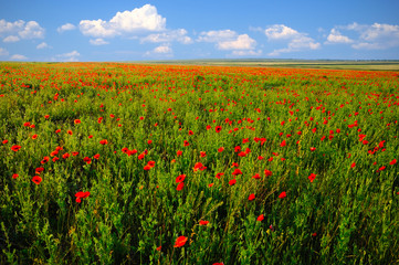 Poppy field in summer day