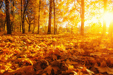  autumn trees on sun