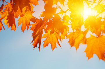  Autumn leaves on the sun