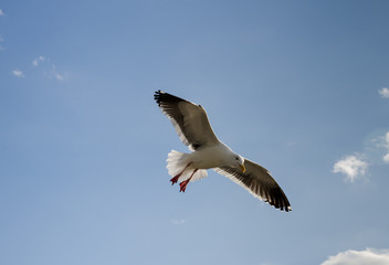 Alone seagull flying overhead at a local beach in California. Us