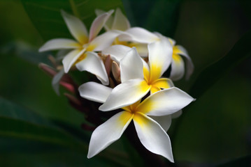 White frangipani