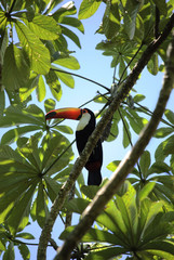 Fototapeta premium Toucan bird in all it's colorful beauty