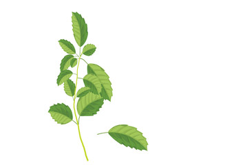 Basil leaves on the branch. herbs for cooking hand drawing illustration . ingredient plant for food. isolated pictures for object or background
