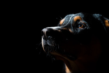 Portrait eines Hundes