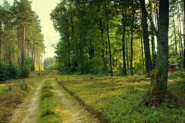 Mixed forest in early autumn