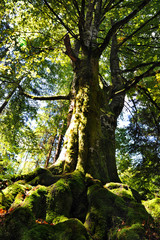 Big tree in a green forest in Slovenia