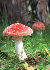 ベニテングタケ