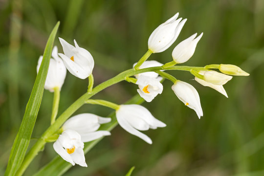 Fototapeta Cephalanthera longifolia, known as Narrow-leaved Helleborine or Sword-leaved Helleborine macro