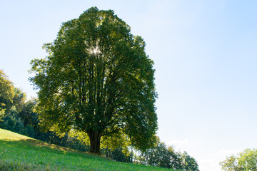 Fototapeta premium Baum in der Natur