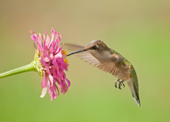 Fototapeta na wymiar Ruby-throated Hummingbird feeding on a pink Zinnia flower against green summer background