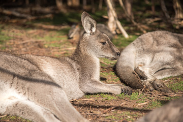 Naklejka na ściany i meble Australian kangaroo sitting on field
