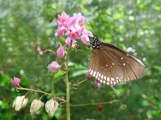 Butterfly and  flowers