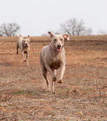 Weimaraner dog running full speed towards the viewer with another one following