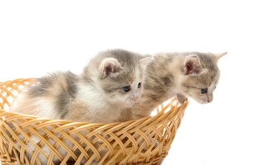 Fototapeta na wymiar small cute kitten sitting in a basket, close-up, studio shot