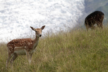 Biche. Sika.