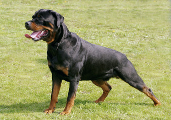 Rottweiler dog in the stand