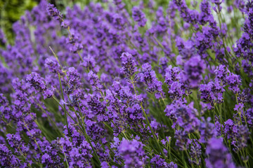 Obraz premium Blumen