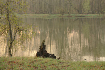 Morgenstimmung am Teich