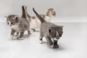 little fluffy kitten makes the first steps