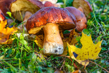 Porcini mushrooms lying on the grass