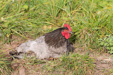 rooster lying in the grass
