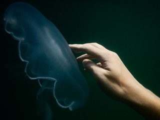 Photo of a jellyfish and a human hand