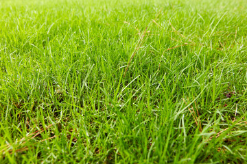 Green grass in a garden