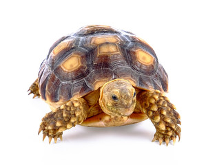 turtle on white background