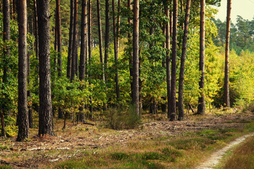 Mixed forest in early autumn