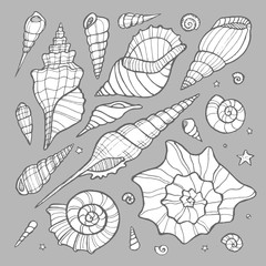 Set of hand drawn doodle vector seashells. Nature sea vector set.