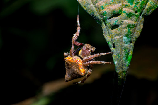 Garden Spider (Parawixia Dehaani) hanging beside a leaf