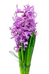 Colorful bouquet from hyacinth flowers arrangement centerpiece isolated on white background.