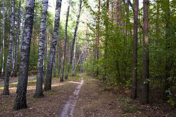 Fototapeta premium The path in the forest.
