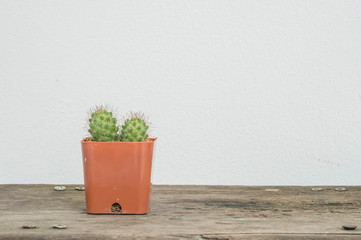 Closeup cactus in brown plastic pot on blurred wood desk and white cement wall textured background with copy space
