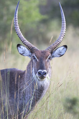 Portrait of waterbuck antelope head
