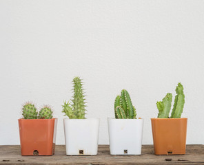 Closeup group of cactus in white and brown plastic pot on blurred wood desk and white cement wall textured background with copy space