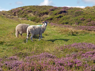 Moor sheep amid flowering heather on the moor above Rosedale in the North York Moors National Park, North Yorkshire, England - 122656034