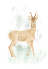 Watercolor roe deer hand painted illustration from animals collection