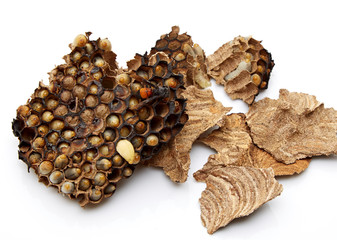 nest, wasp