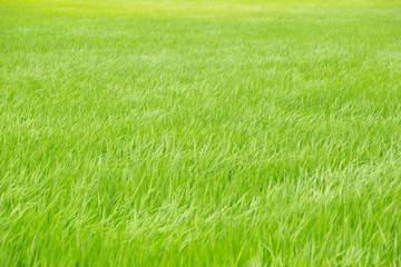 green rice field or grass field