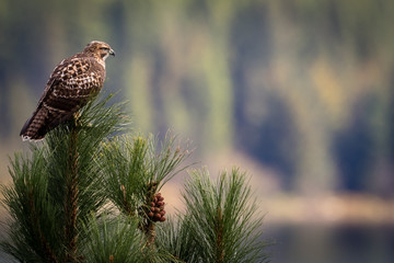 "Hawk Heaven"  The Noxon Reservoir in Montana is home to many birds of prey.